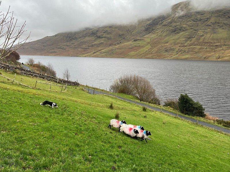Cattle resting on the grass beside a lough in Connemara