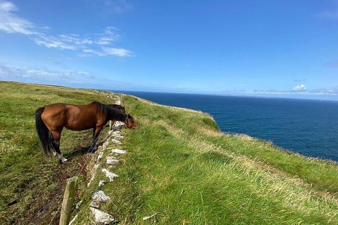 A horse grazing on clifftop grass above the Atlantic