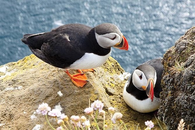 A pair of puffins on the rocks above the sea