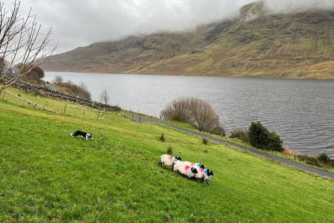 Sheep and a working dog on the slope above a Connemara lough
